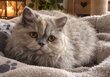 Chaton Selkirk Rex