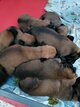 Malinois tervueren groenendael