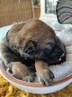 Malinois