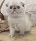💙Magnifique princesse exotic Shorthair...