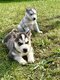 Chiot husky
