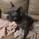 Bouledogue français