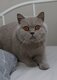 Magnifique British Shorthair