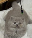 Magnifique British Longhair disponible de suite