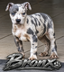 American pitbull terrier