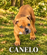 American pitbull terrier