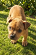 American pitbull terrier
