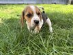 Magnifique Chiot Beagle