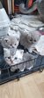 British shorthair  et scottish fold