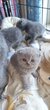 British shorthair  et scottish fold