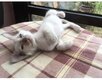 Chaton sia lilac point - oriental red