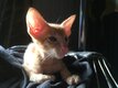 Chaton oriental red