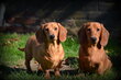 Chiots Teckel poil court
