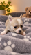 Chiots pomchi