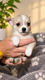 Chiots pomchi