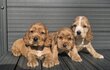 Adorables petits cocker anglais