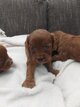 Adorables cavapoo