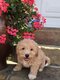 Adorables cavapoo