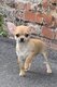 Chiots femelles chihuahua