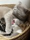 Chatons British Shorthair