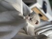 Chatons British Shorthair