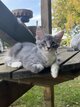 Magnifiques Maine Coon avec pedigree élevage...