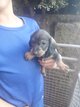 Chiots teckels poils durs