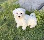Superbes chiots Bichon Maltais