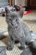 Chatons Européens