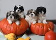 Adorables Shih Tzu