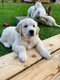 Adorables chiots golden retriever