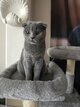 Scottish fold femelle