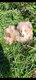 Chiots berger australien