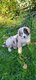 Chiots berger australien