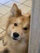 Finois de laponie/ husky à donner