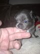 Manifique chihuahua mâle merle poils longs au...