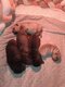 Chiots shar-peï losh