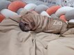Chiots shar-peï losh
