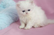 Rares et magnifiques: British chinchilla/shell...