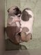 Magnifiques petits chihuahuas