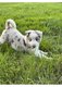 Chiots Border collie