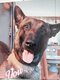 Chiot Bergers Malinois