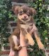 Chiot femelle chihuahua chocolat