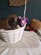 Shih tzu du domaine de mémé