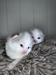 Ragdoll