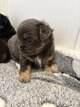 Magnifique petit mâle chihuahua poil long