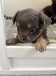 Magnifique petit mâle chihuahua poil long