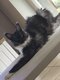 Avana des luxury coon's by ady / maine coon