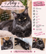 Ady des luxury coon's by ady / maine coon