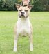American staffordshire terrier